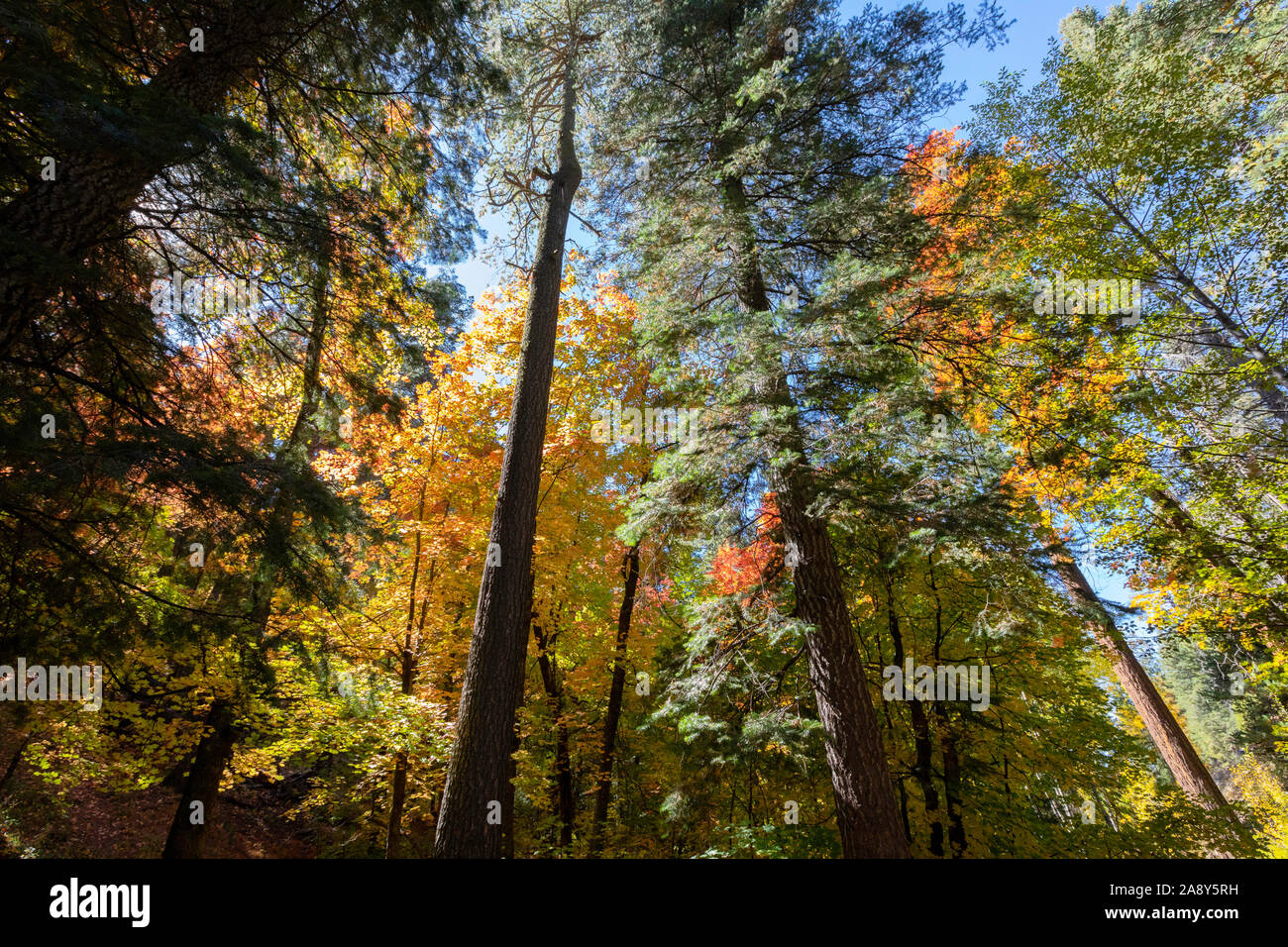 Alti pini retroilluminato e autunno a colori, Mt. Lemmon, Santa Catalina Mountains, Foresta Nazionale di Coronado, Tucson, Arizona, Stati Uniti d'America Foto Stock