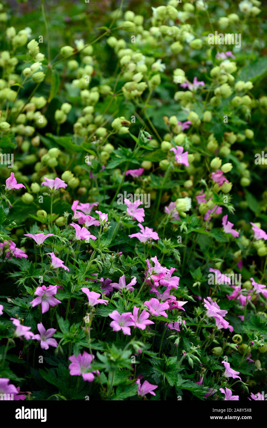 Geranio, silene,mix,miscelati,fioritura combinazione,rosa,bianco,Garden cottage,RM Floral Foto Stock