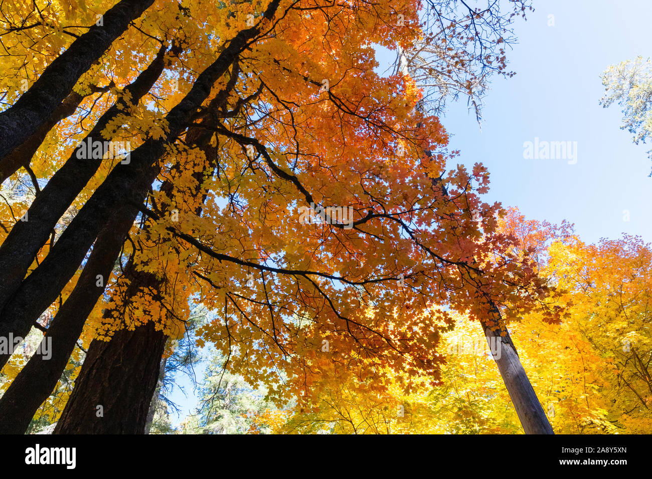 Guardando il colore arancione foglie di acero contro un cielo blu. Foto Stock