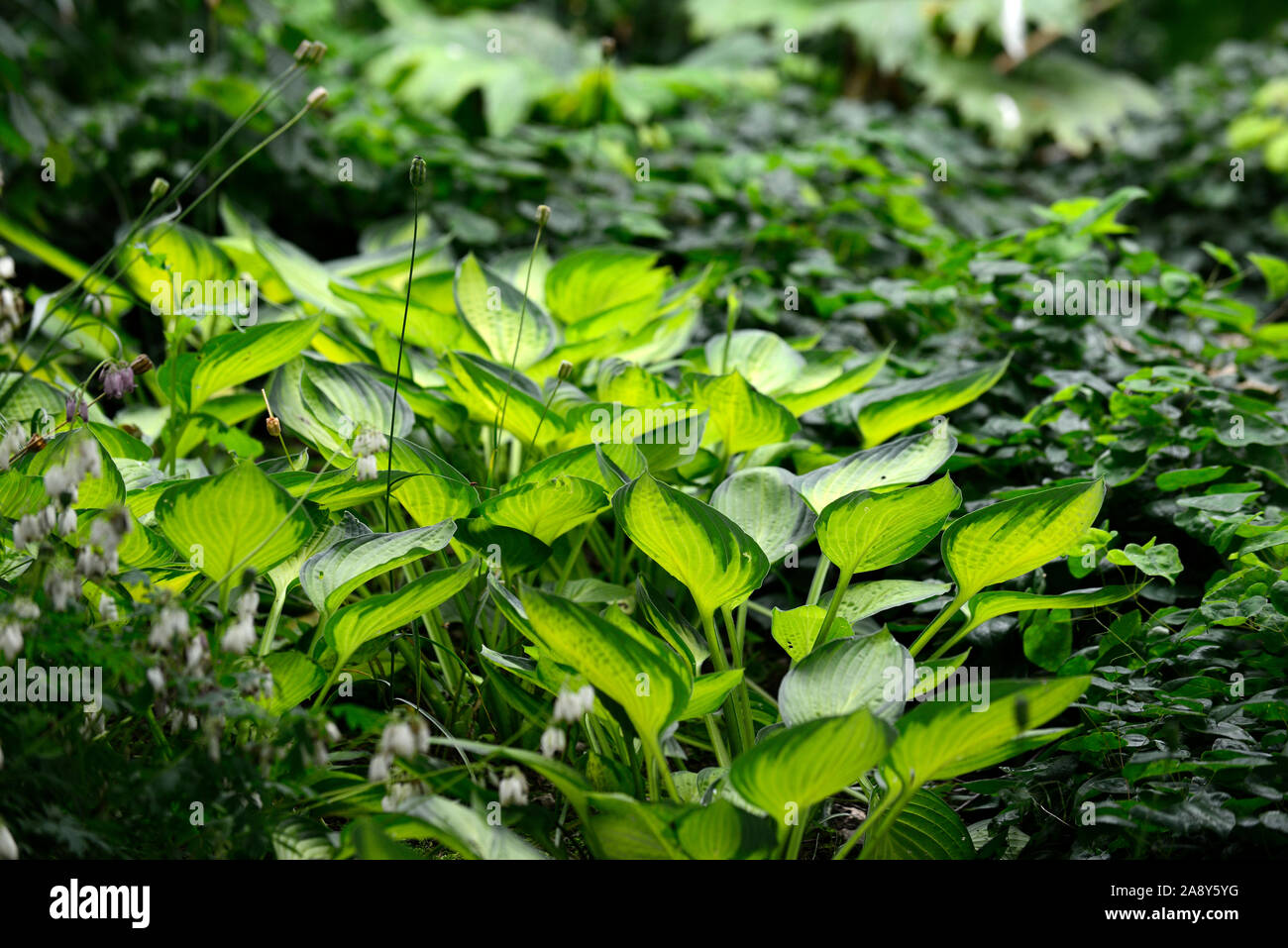 Hosta,foglie,fogliame,all'ombra,ombroso ombreggiate, legno,woodland,giardino,giardino,RM Floral Foto Stock