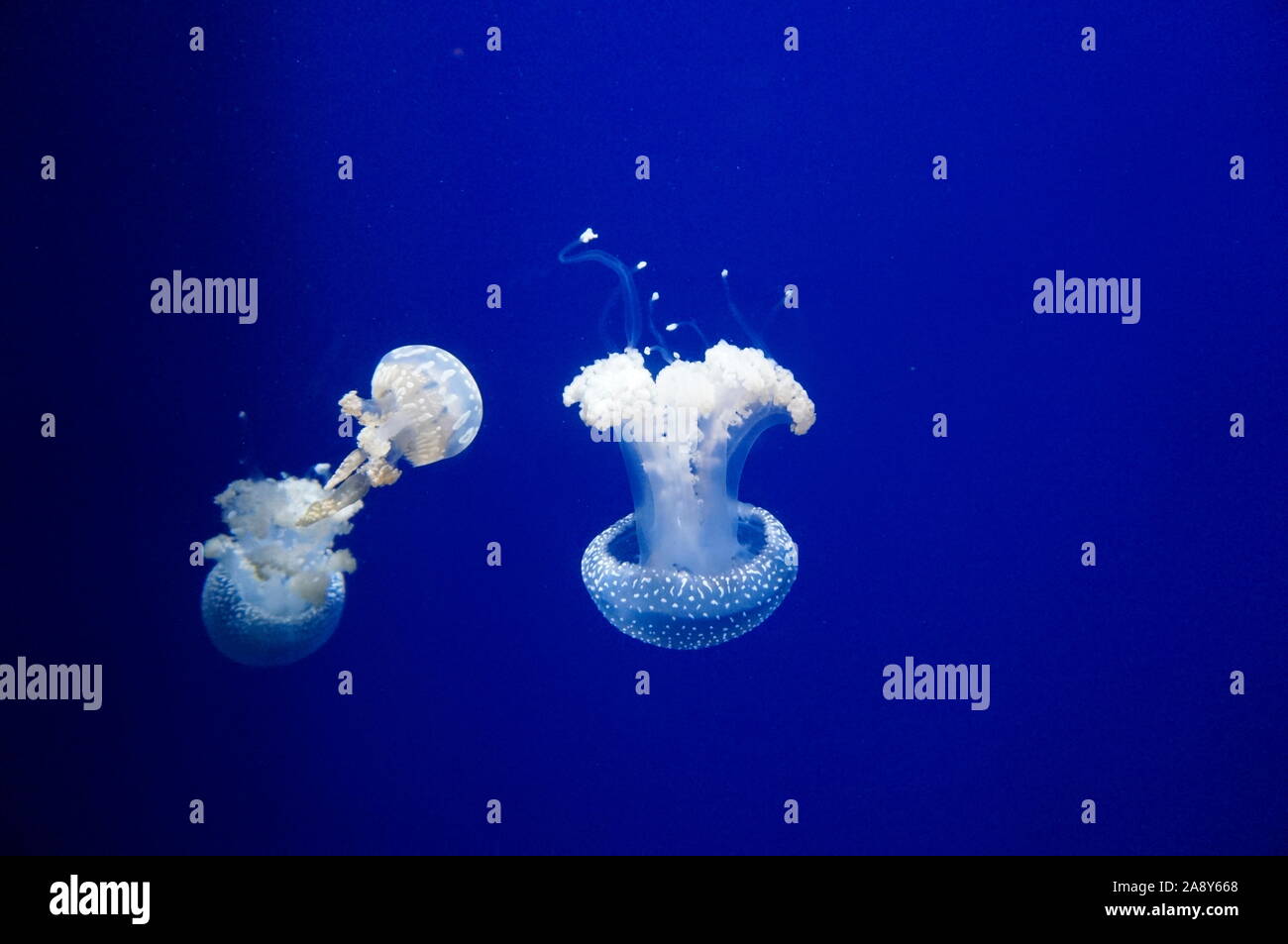 White meduse nel mare blu profondo Foto Stock