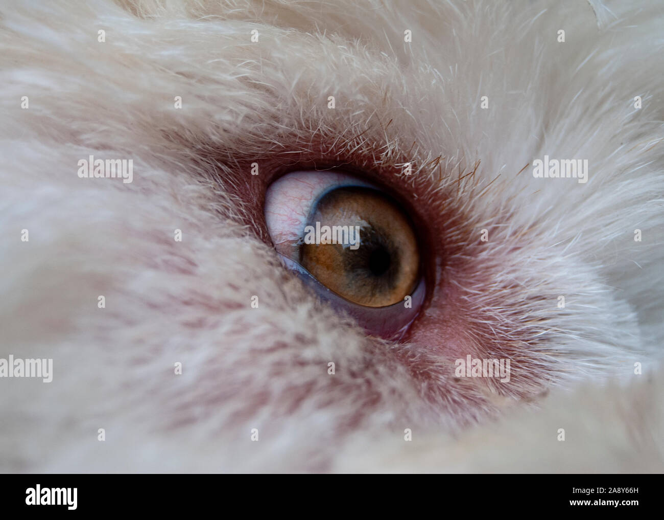 Un cane unica ampia occhio guarda Fearfully Foto Stock