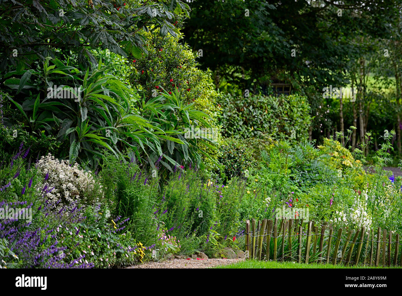Frontiera perenne,echium,confine,frontiere,mix,miscelati,perenne,Garden cottage,RM Floral Foto Stock