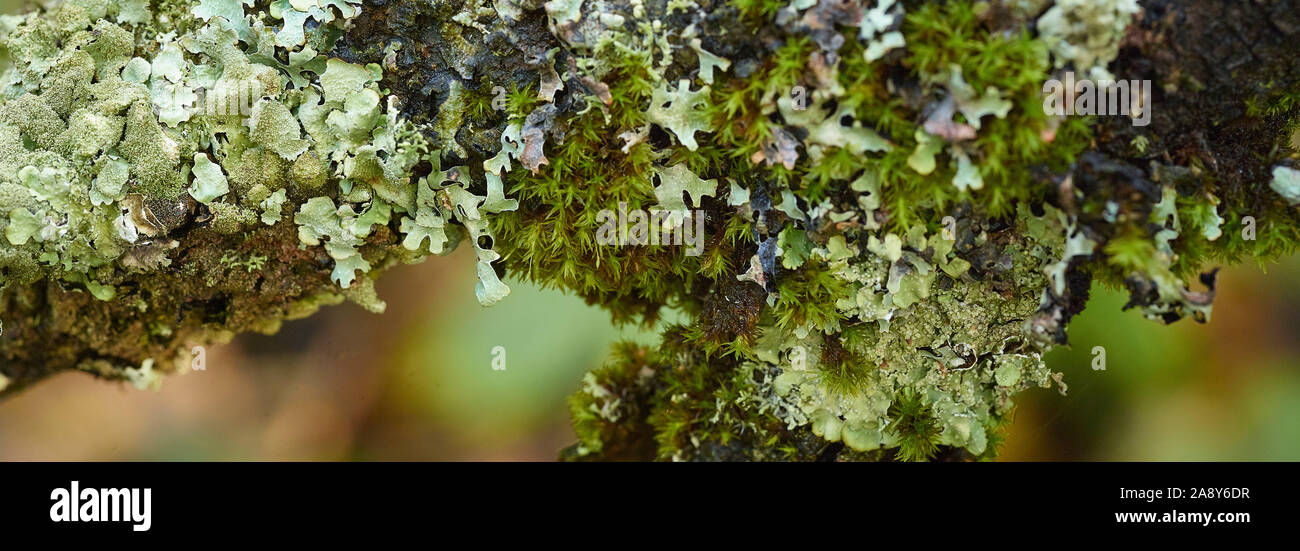 Natura Macro close up di licheni crescono sul ramo di albero in autunno woodland Foto Stock