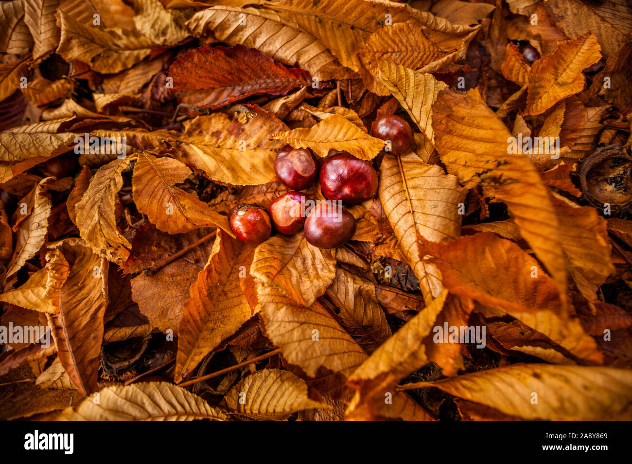Acorn sul letto di caduta foglie di acero in autunno Foto Stock