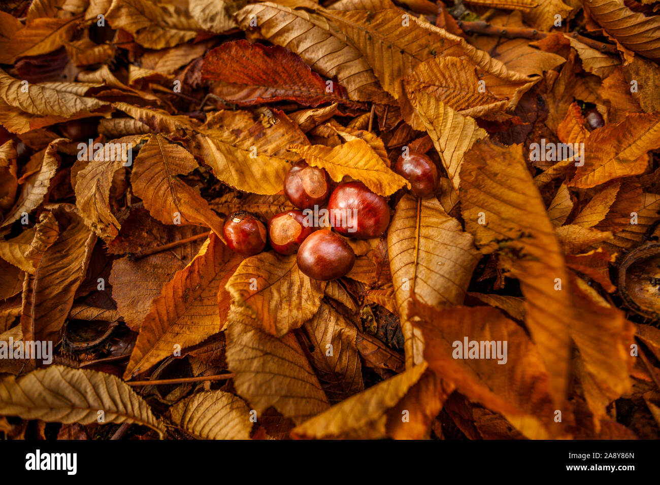 Acorn sul letto di caduta foglie di acero in autunno Foto Stock