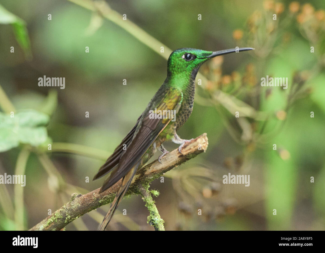 Fawn-breasted hummingbird brillante (Heliodoxa rubinoides), San Tadeo, Mindo, Ecuador Foto Stock