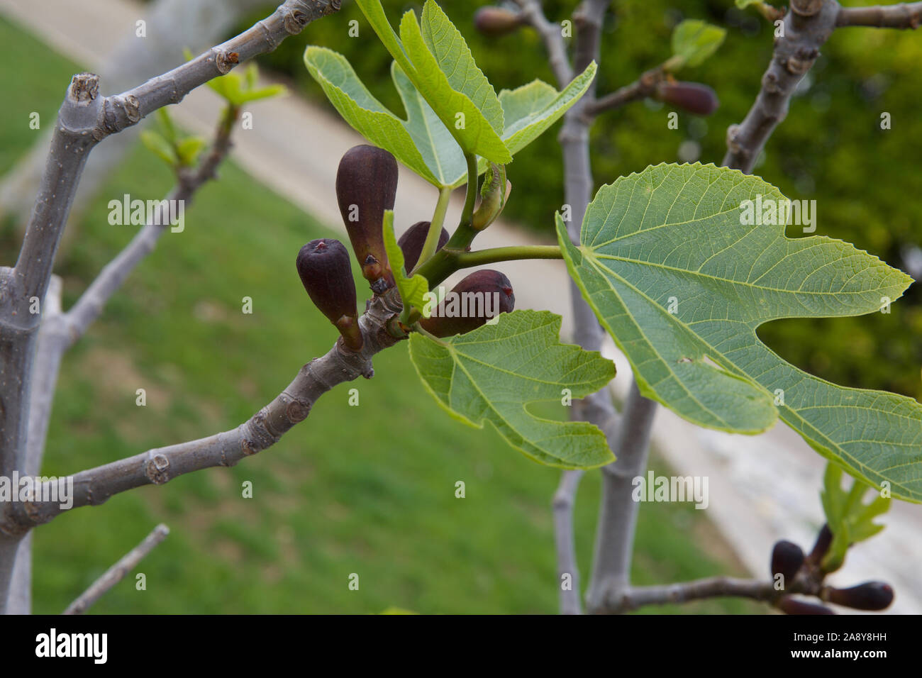 Close-up di baby figure su un albero di fico Foto Stock