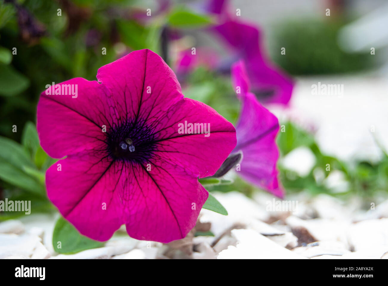 Rosa gloria di mattina fiori lungo il terreno Foto Stock