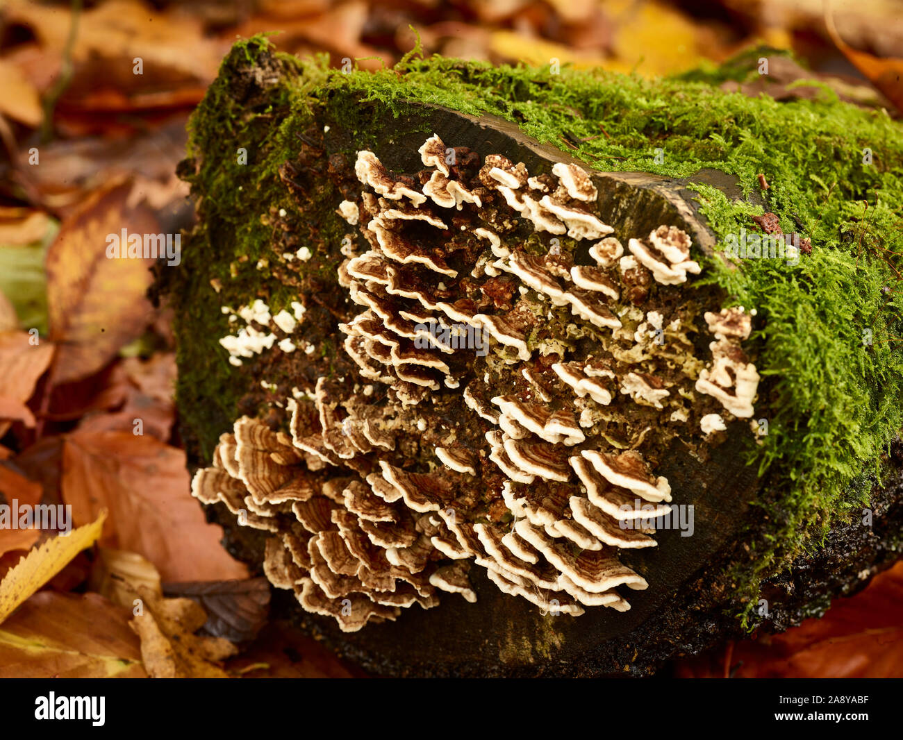 Intimo astratto naturale di funghi staffa e muschio che crescono sulla cima di un albero decadente ceppo, Kent, Inghilterra, Regno Unito, Europa Foto Stock
