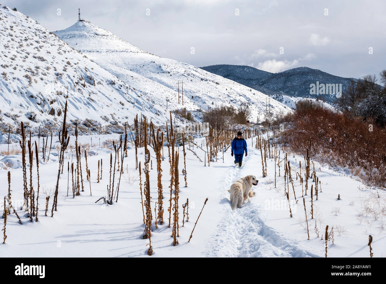 Donna con escursioni di color platino Golden Retriever cane nella neve fresca lungo il fiume Arkansas; Salida; Colorado; USA Foto Stock