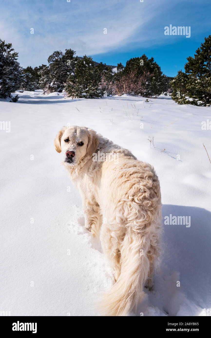 Color platino Golden Retriever cane nella neve fresca nei pressi di Salida; Colorado; USA Foto Stock