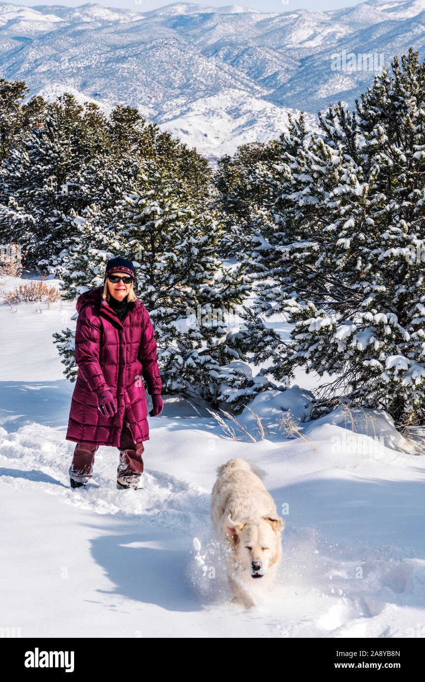 Donna con escursioni di color platino Golden Retriever cane nella neve fresca nei pressi di Salida; Colorado; USA Foto Stock
