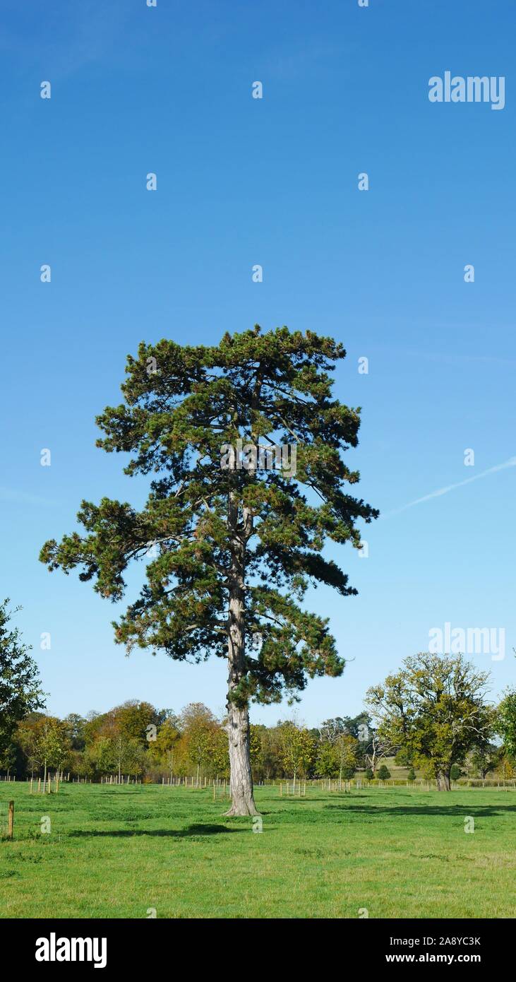 Pino Solitario albero nel parco con cielo blu Foto Stock