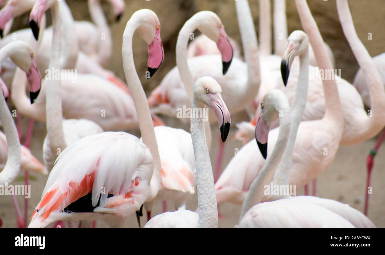 Gruppo di fenicotteri o fenicottero maggiore in corrispondenza di un laghetto in un zoo spagnolo, guardando la fotocamera con estrema profondità di campo ridotta in Spagna. Foto Stock