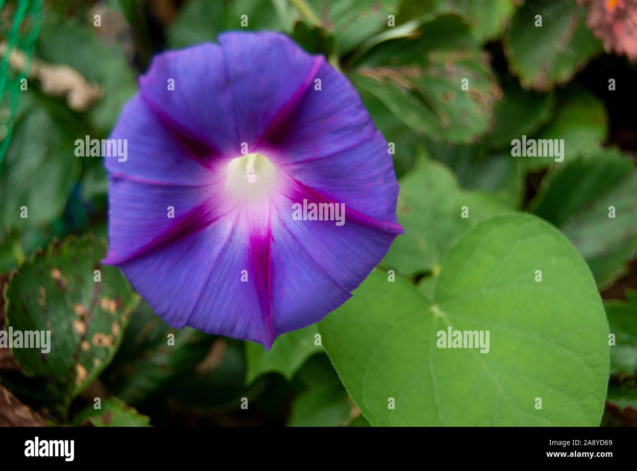 Viola gloria di mattina fiori lungo il terreno Foto Stock