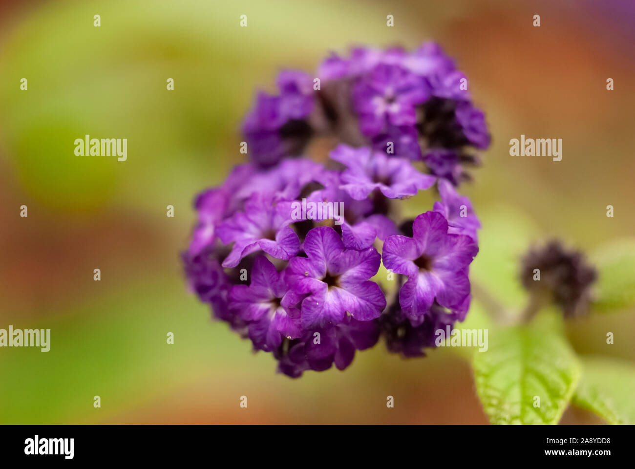 Viola scuro Gruppo di fiori con sfondo verde Foto Stock