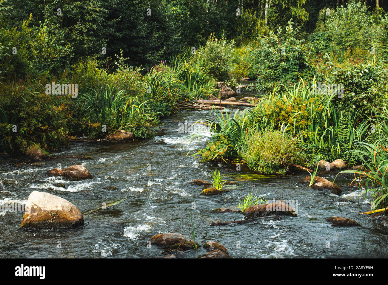Foresta fiume selvaggio paesaggio. Foresta fiume che scorre. Il fiume selvaggio nella foresta. Foto Stock