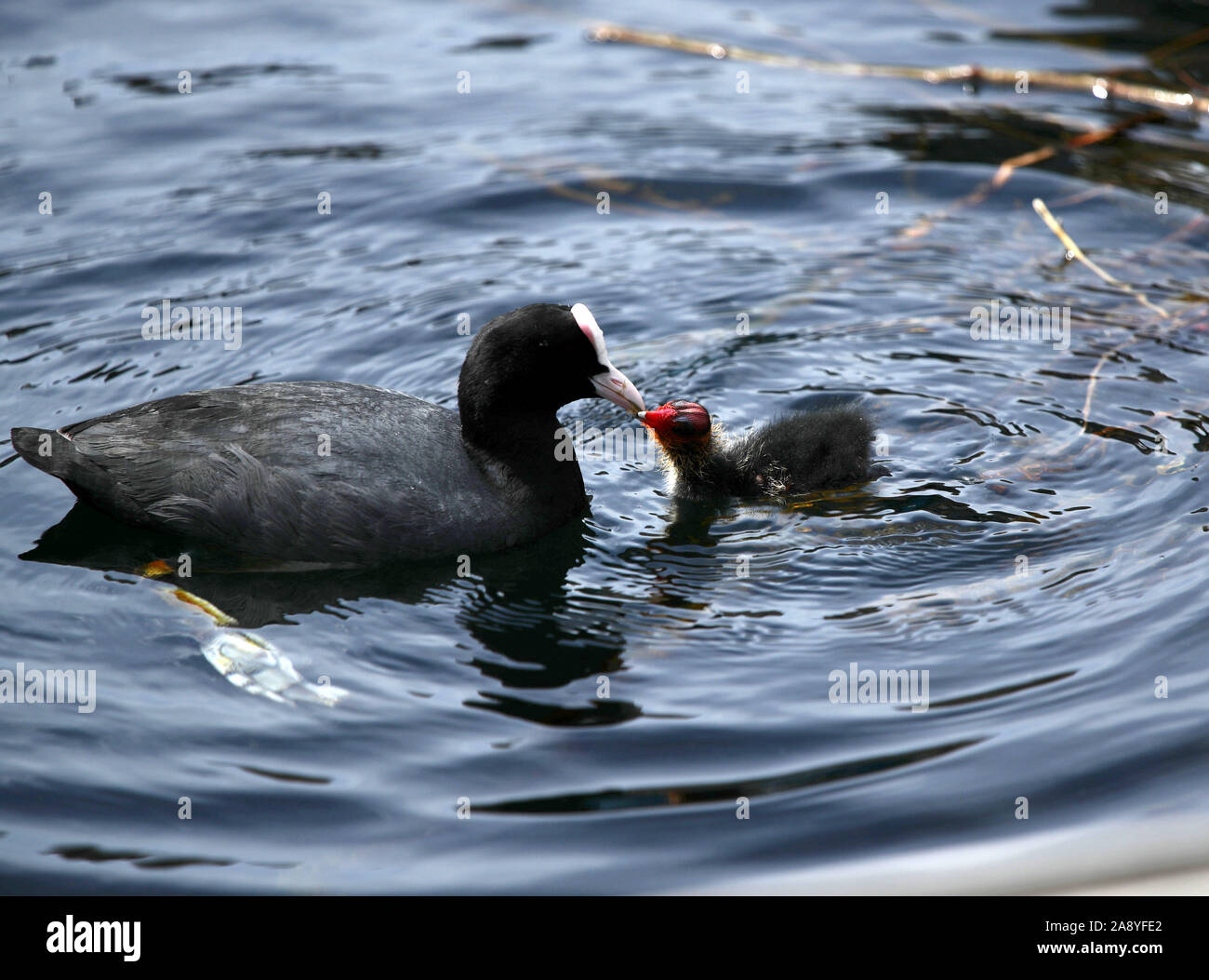 Un adulto Coot alimenta la sua chick in Isle of Dogs, a est di Londra. Foto Stock