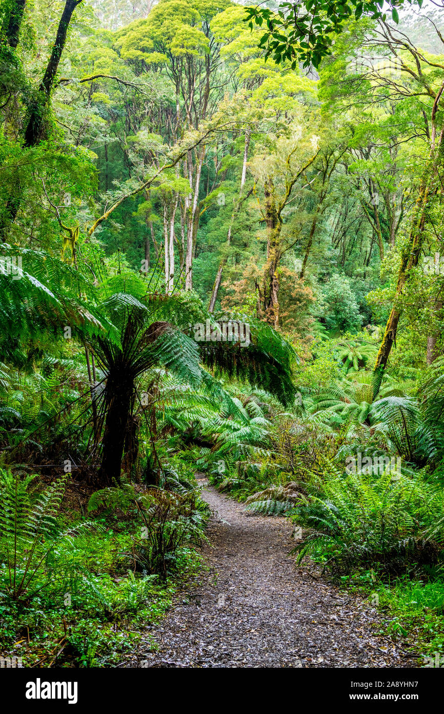 Densa foresta pluviale temperata in Melba canalone lungo Madsens via nella grande Otway National Park Foto Stock