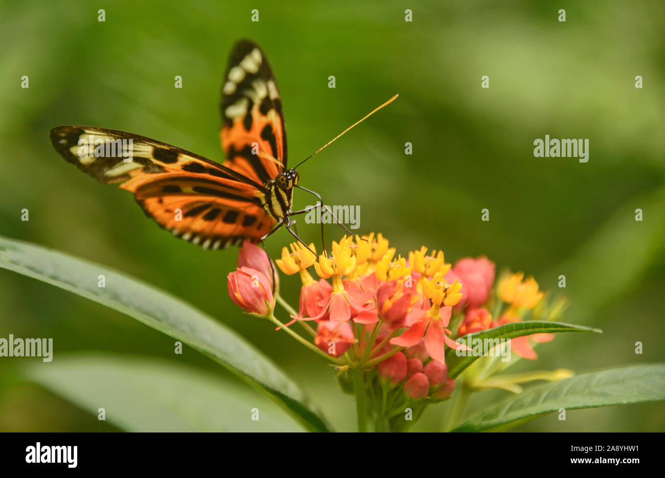 Farfalla monarca (Danaus plexippus) bere il nettare, Mindo, Ecuador Foto Stock