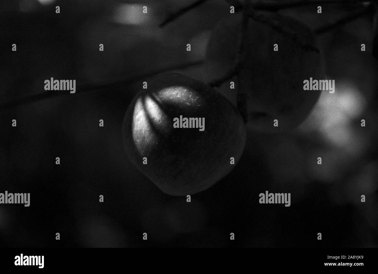 In bianco e nero di due mele sulla struttura ad albero Foto Stock