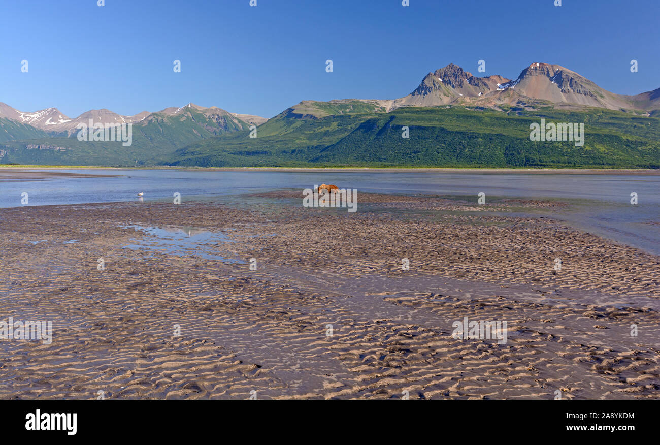 Bear dormire su di una piana di fango in Hallo Bay di Katmai National Park in Alaska Foto Stock