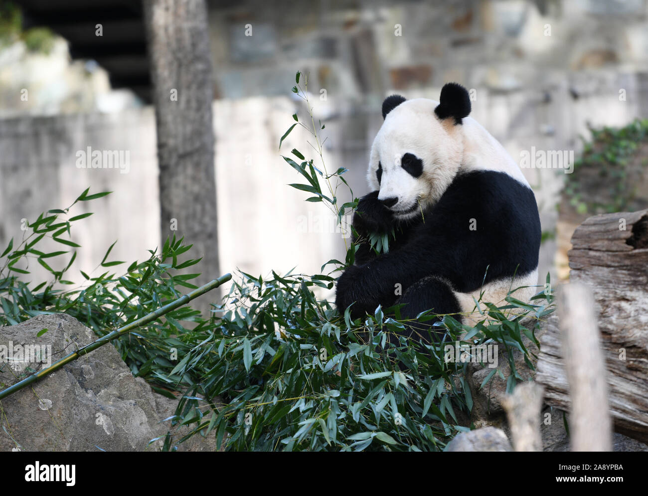 (191111) -- WASHINGTON, nov. 11, 2019 (Xinhua) -- USA-NATO maschio panda gigante Bei Bei è visto presso lo Smithsonian's lo Zoo Nazionale di Washington, DC, Stati Uniti, su nov. 11, 2019. Un giro festa di addio per USA-NATO maschio panda gigante Bei Bei, chi è in partenza lo Smithsonian's lo Zoo Nazionale per la Cina entro questo mese ha dato dei calci a fuori qui il lunedì. Bei Bei la partenza, prevista per il mese di novembre 19, è parte dell'U.S. National zoo cooperative di allevamento di accordo con la Cina Wildlife Conservation Association che tutti i cuccioli nati qui si sposta verso la Cina dopo il quarto compleanno. Bei Bei girato fo Foto Stock