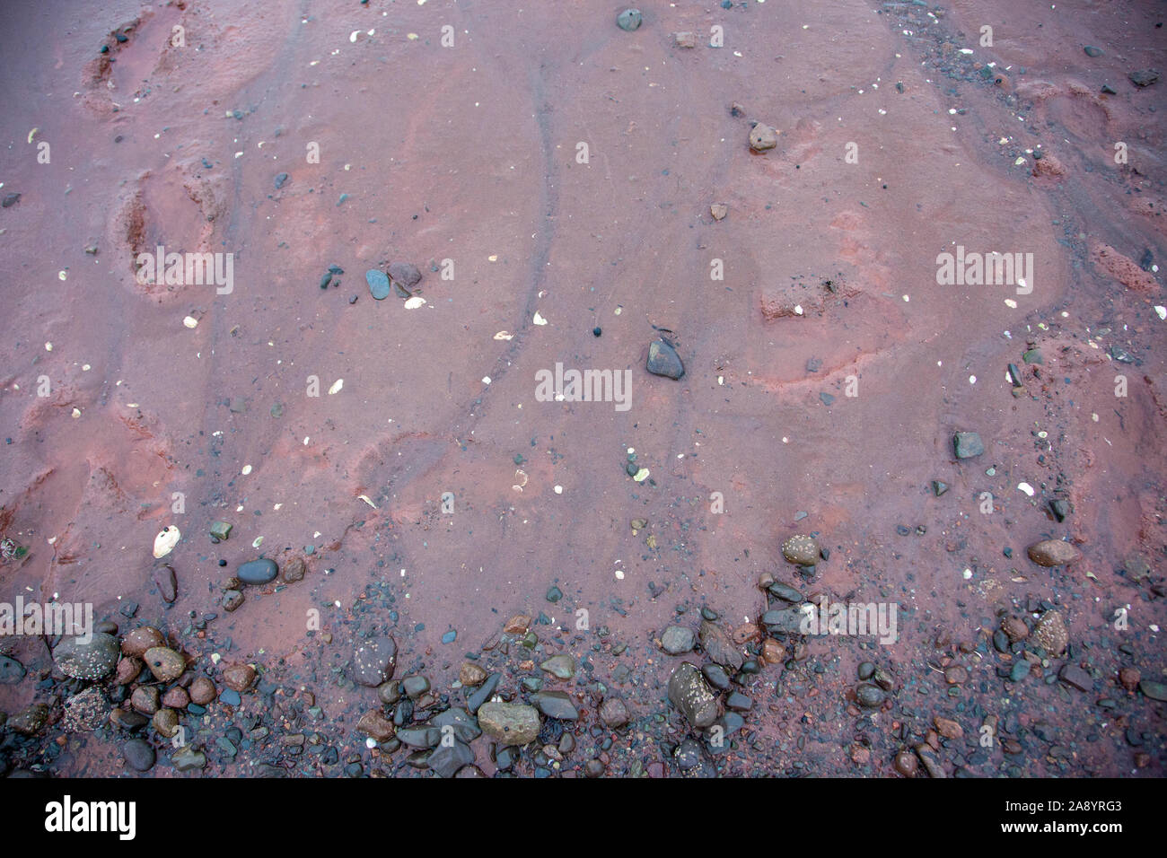 Footprints, conchiglie e rocce sulla bassa marea dell'oceano Foto Stock