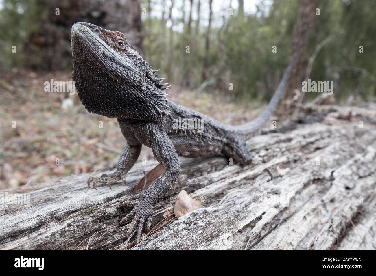Orientale Drago barbuto Foto Stock