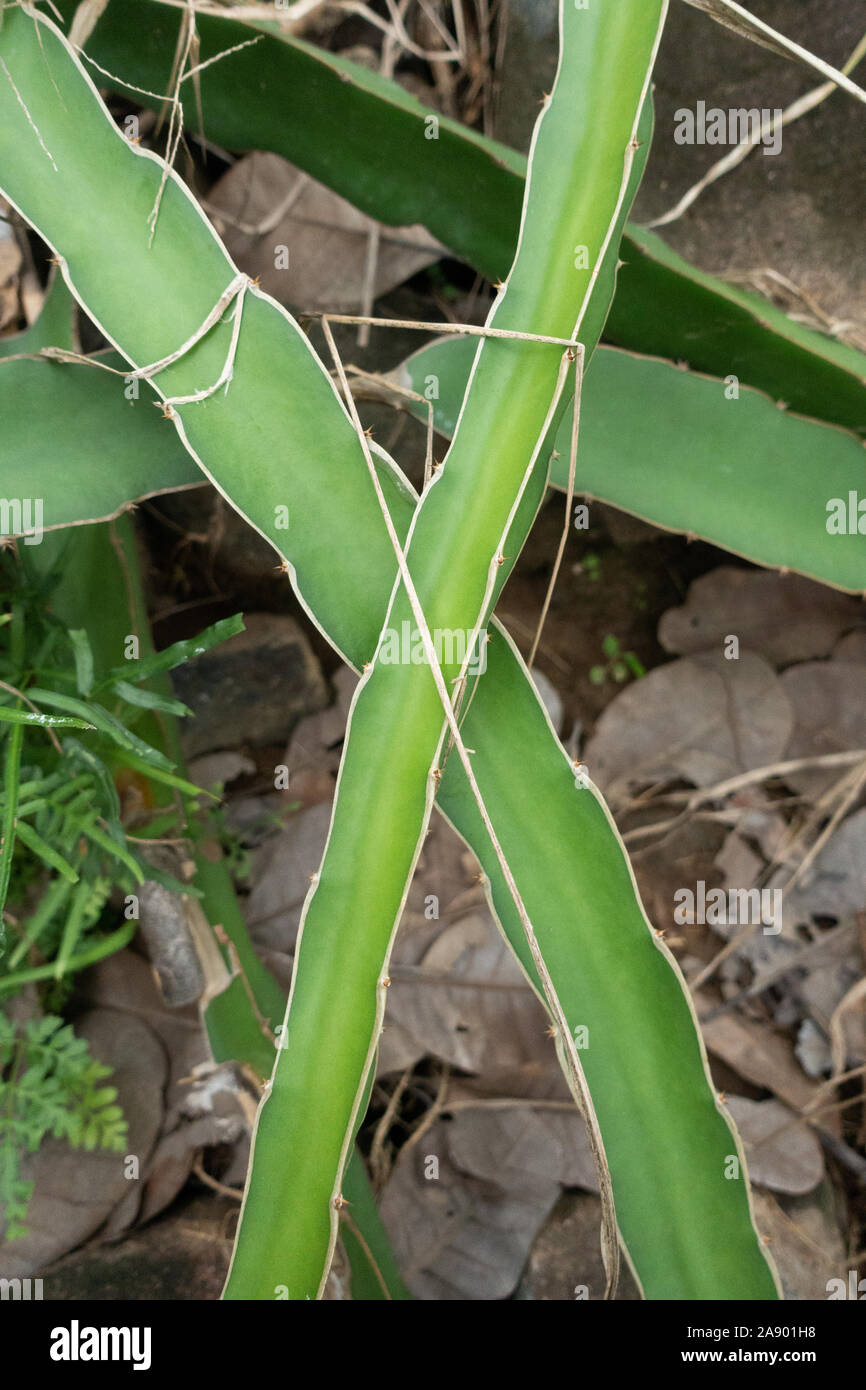 Un Hylocereus o dragon pianta da frutto cresce allo stato selvatico in Vietnam del sud nei pressi di Nha Trang Foto Stock