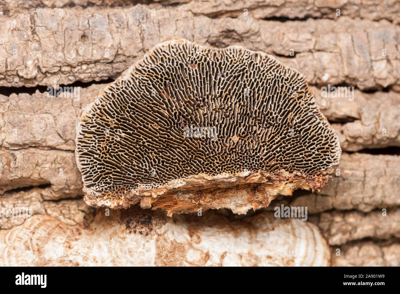 La parte inferiore del dettaglio a parete sottile labirinto Polypore (Daedaleopsis confragosa) Foto Stock