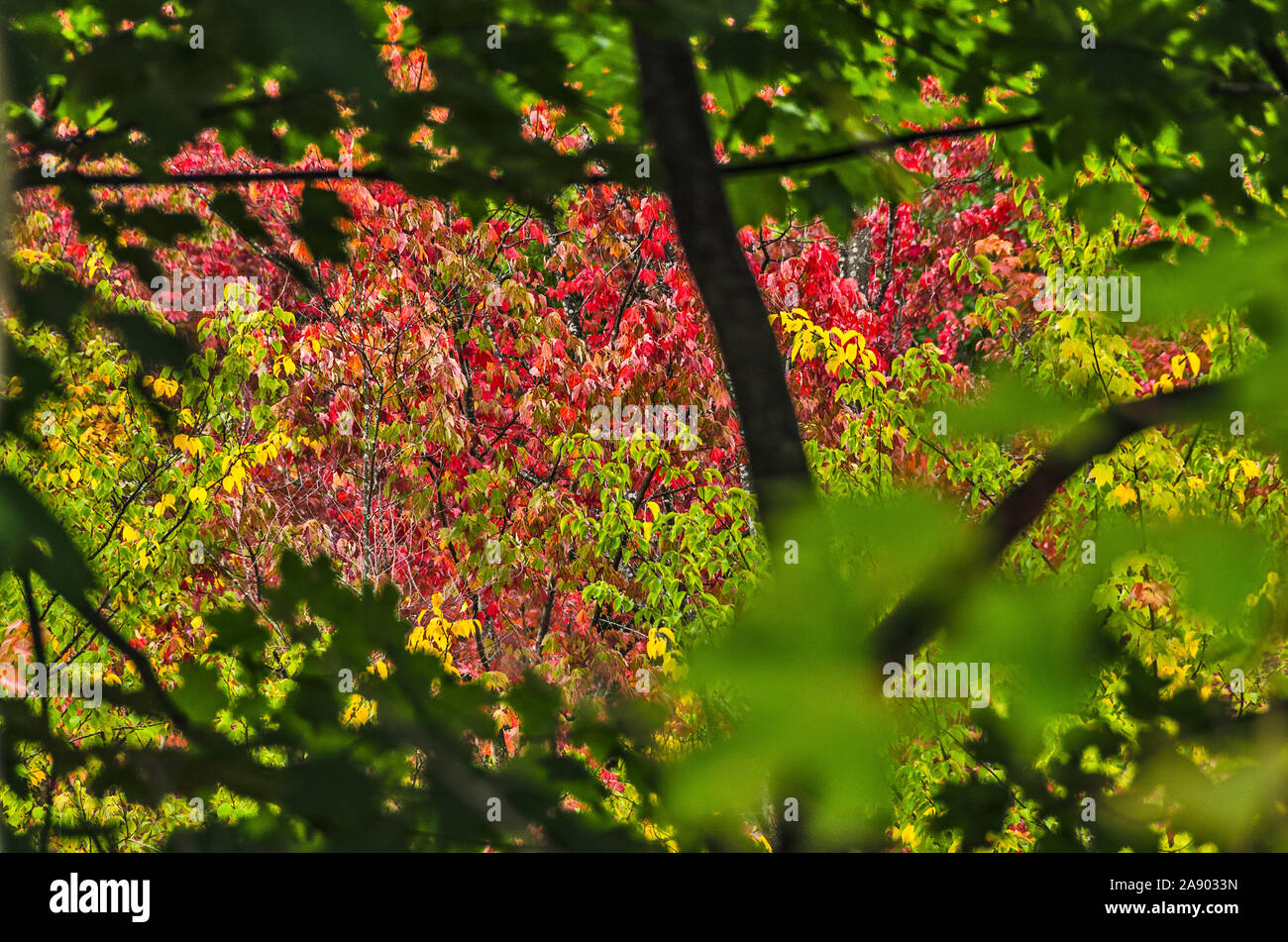 La messa a fuoco è su alberi in lontananza causando la chiusura lascia ai blur Foto Stock