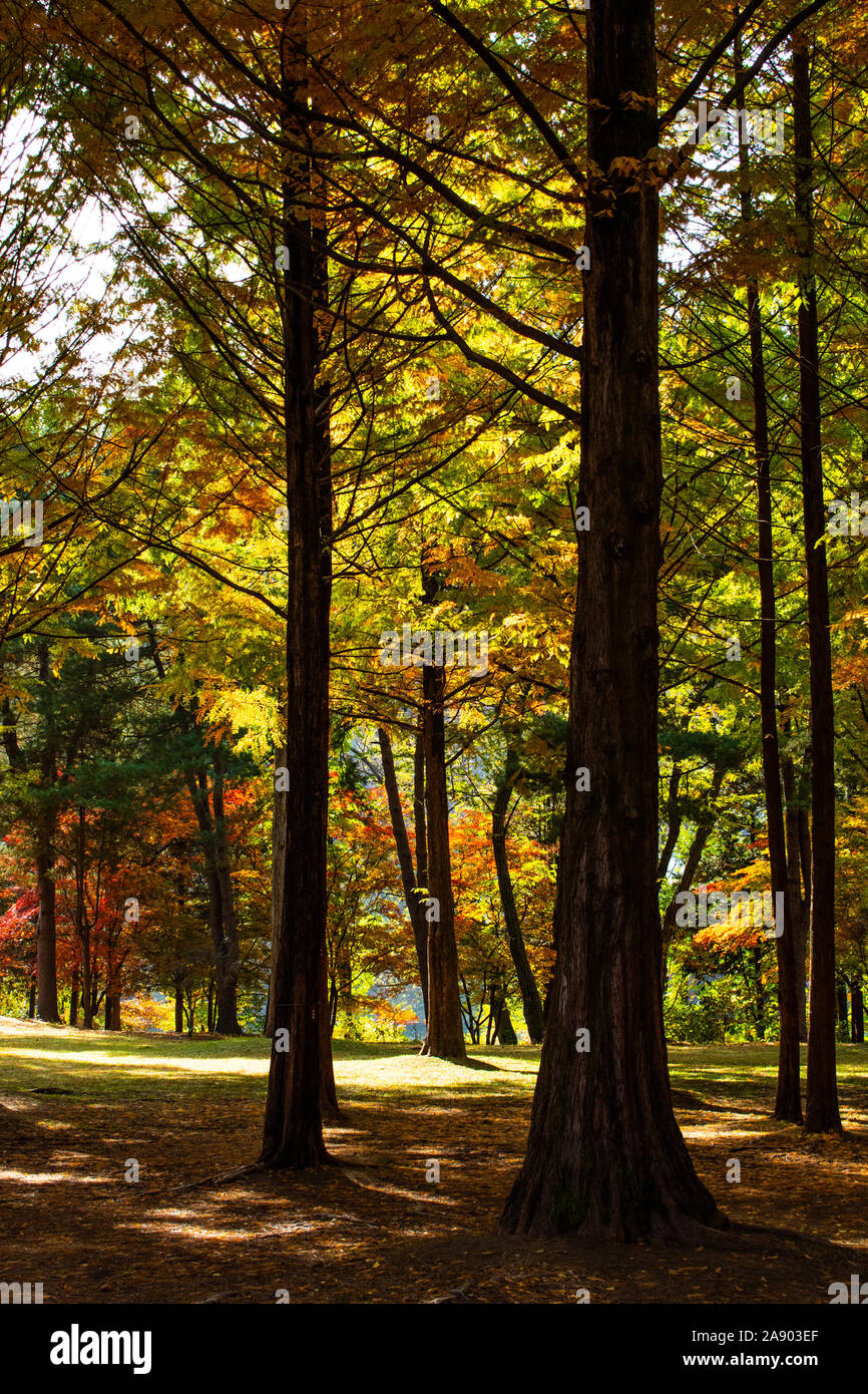 Bellissimi alberi con le loro foglie di autunno presentando in splendidi colori vibranti di rosso, giallo, arancio e verde. Foto Stock