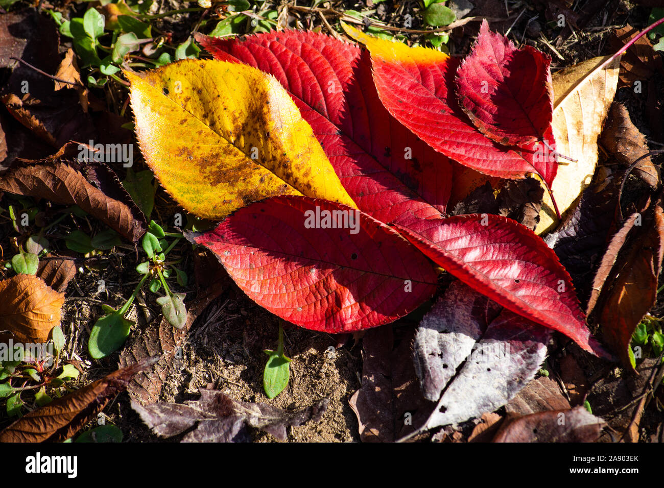 Bellissimi alberi con le loro foglie di autunno presentando in splendidi colori vibranti di rosso, giallo, arancio e verde. Foto Stock