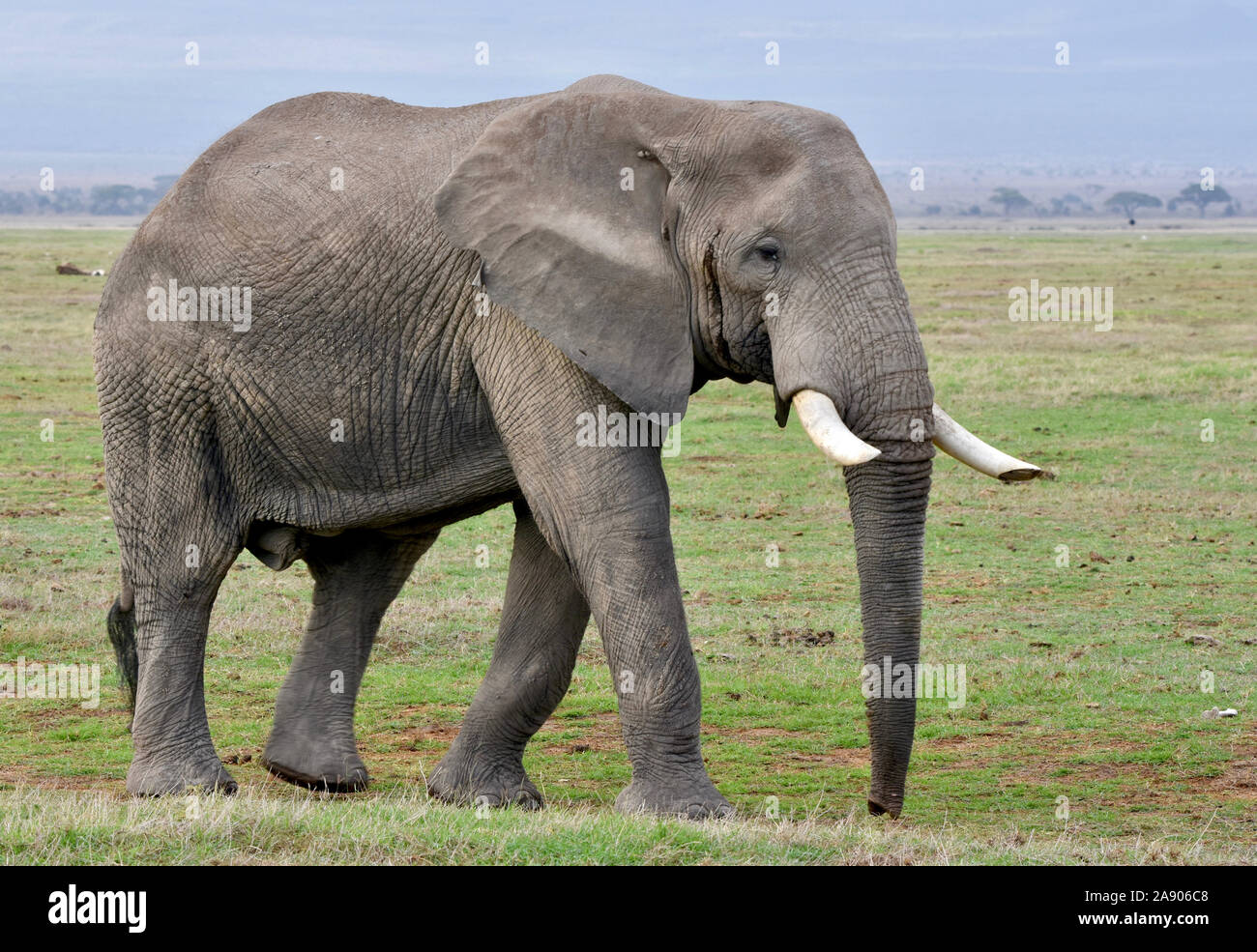 African bull elephant a piedi attraverso le praterie di Amboseli National Park in Kenya. Foto Stock
