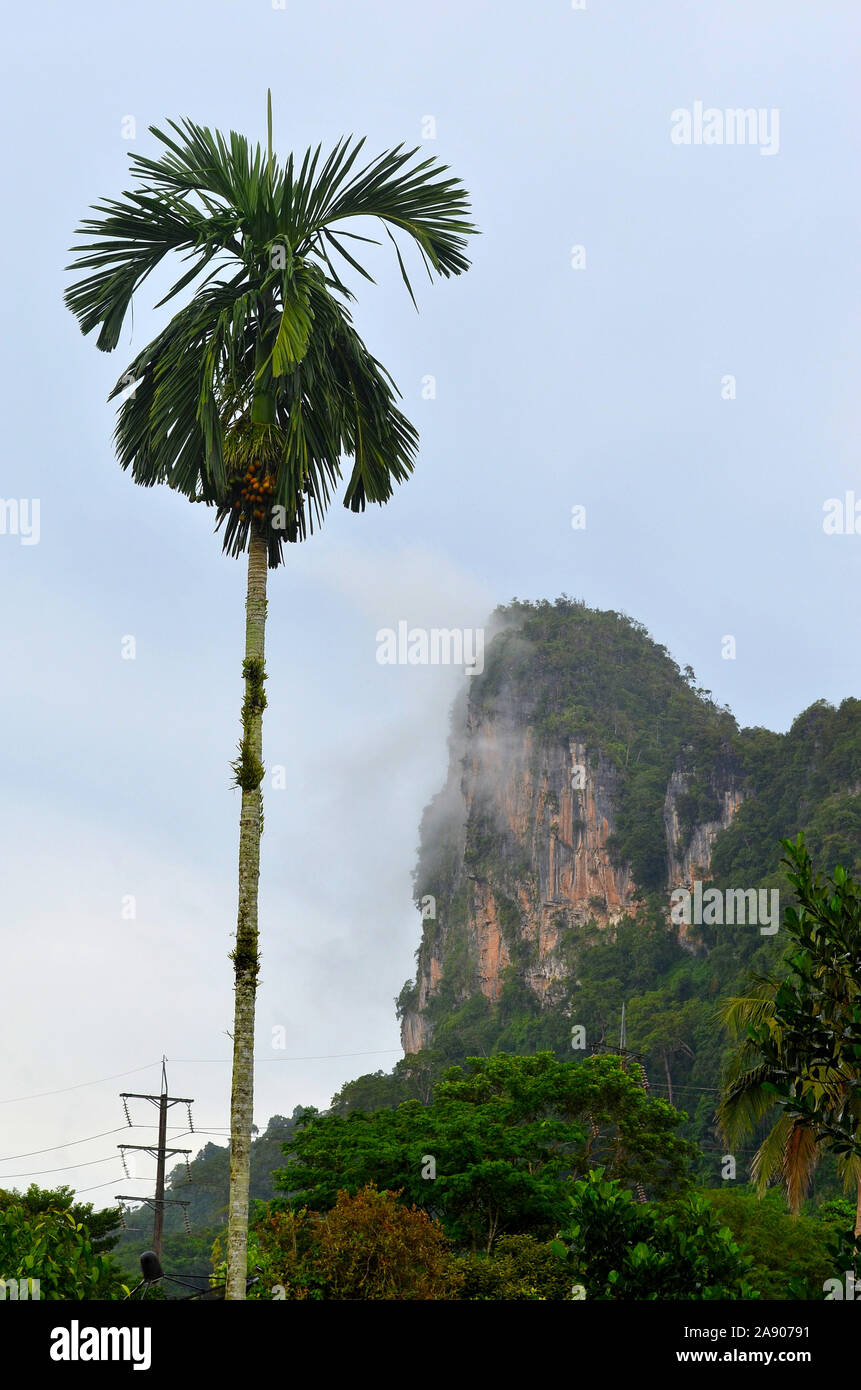 Un unico aumento di Palm in cielo accanto ad un calcare montagna carsica in Phang Nga Città Thailandia Asia Foto Stock