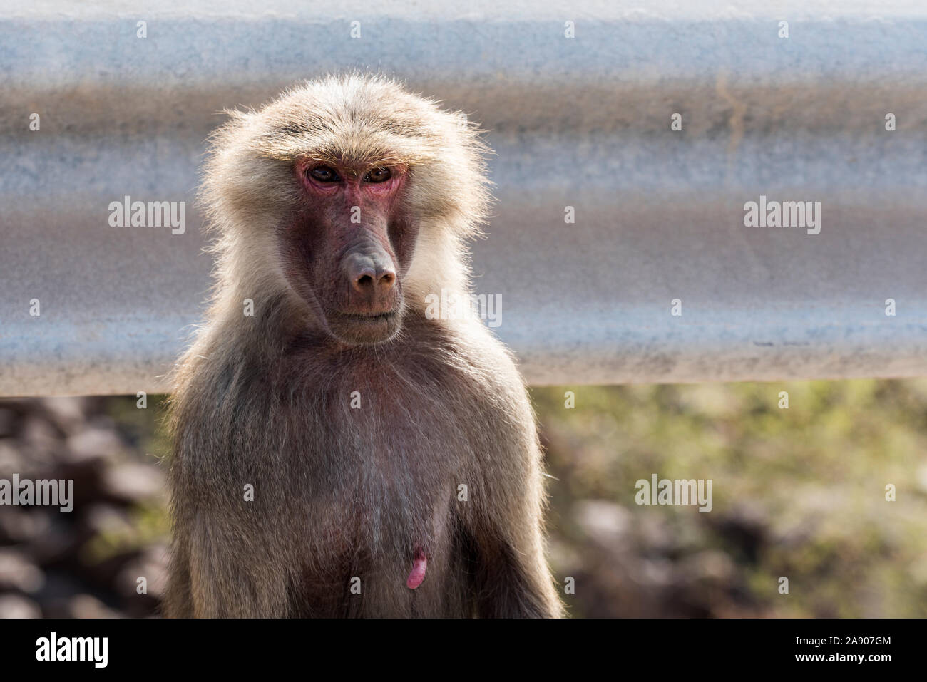 Hamadryas baboon vicino Ghoubet in Gibuti, Corno d Africa Foto Stock