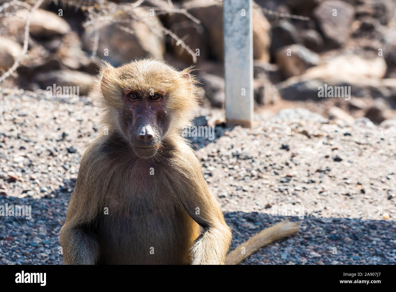 Hamadryas baboon vicino Ghoubet in Gibuti, Corno d Africa Foto Stock