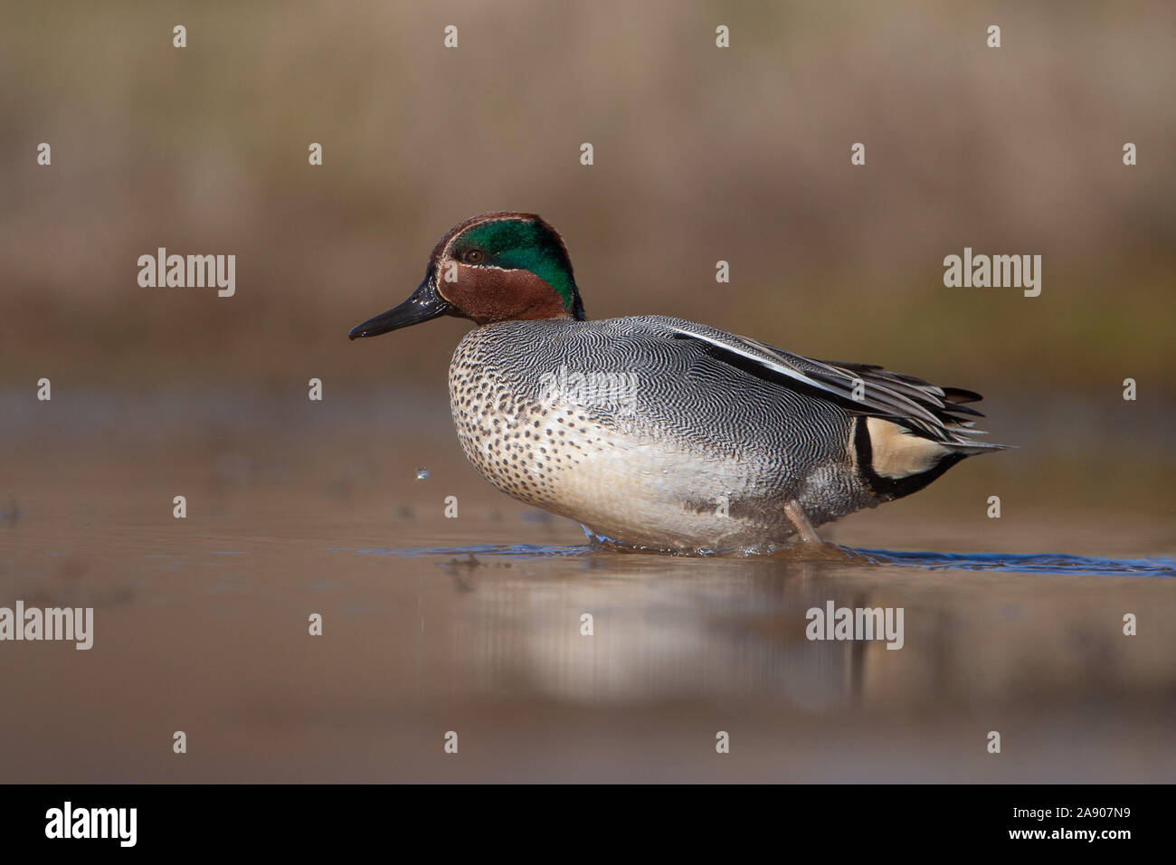 Eurasian teal, Anas crecca, NORFOLK REGNO UNITO Foto Stock