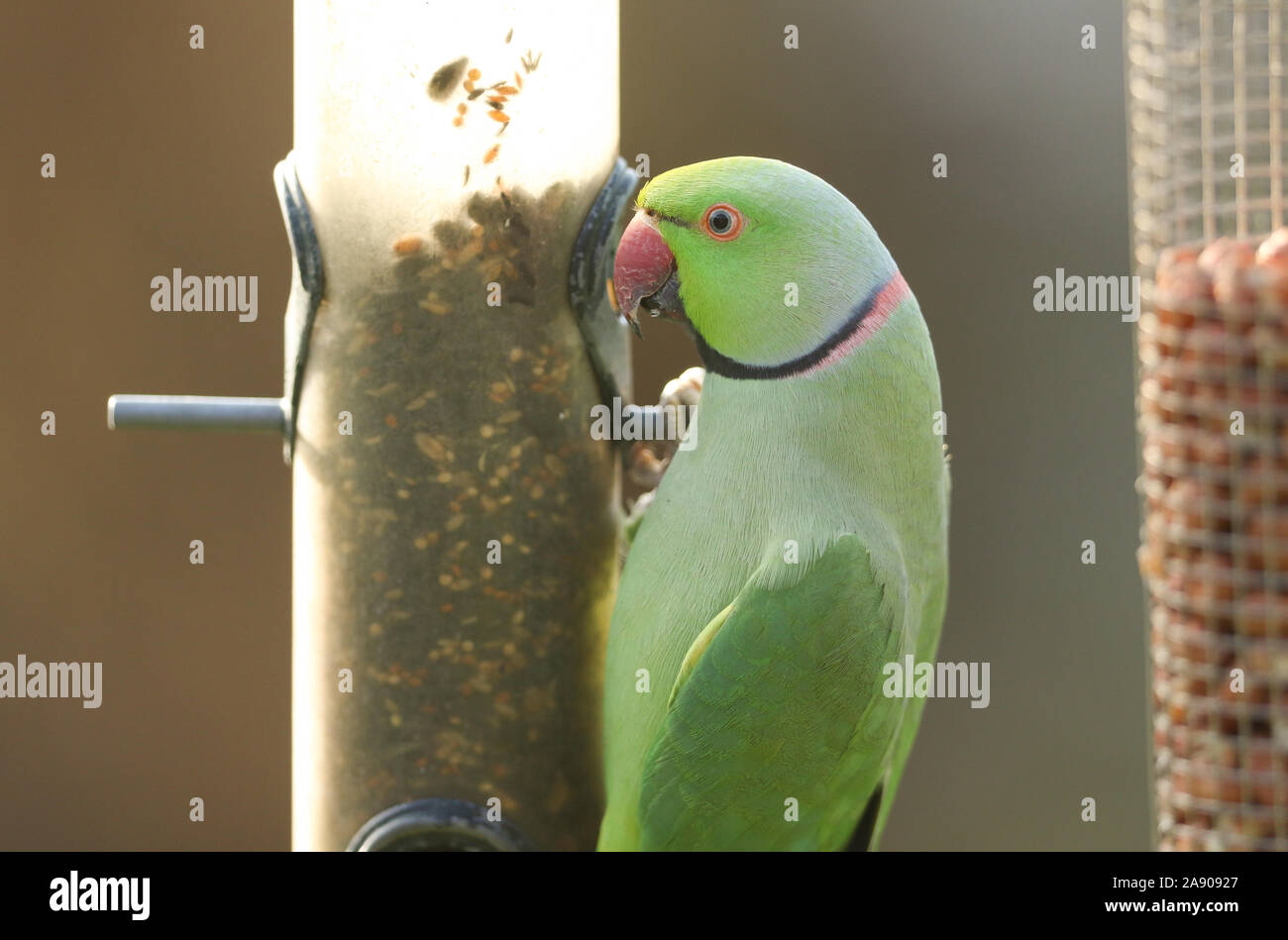 Un bellissimo anello-cervice o rosa-inanellati parrocchetto alimentazione da un alimentatore di sementi. È IL REGNO UNITO più abbondanti naturalizzato parrot. Foto Stock