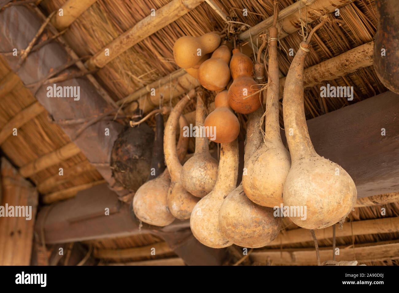 Essiccata la zucca utilizzata per immagazzinare acqua, Hornbill Festival, Nagaland, India Foto Stock