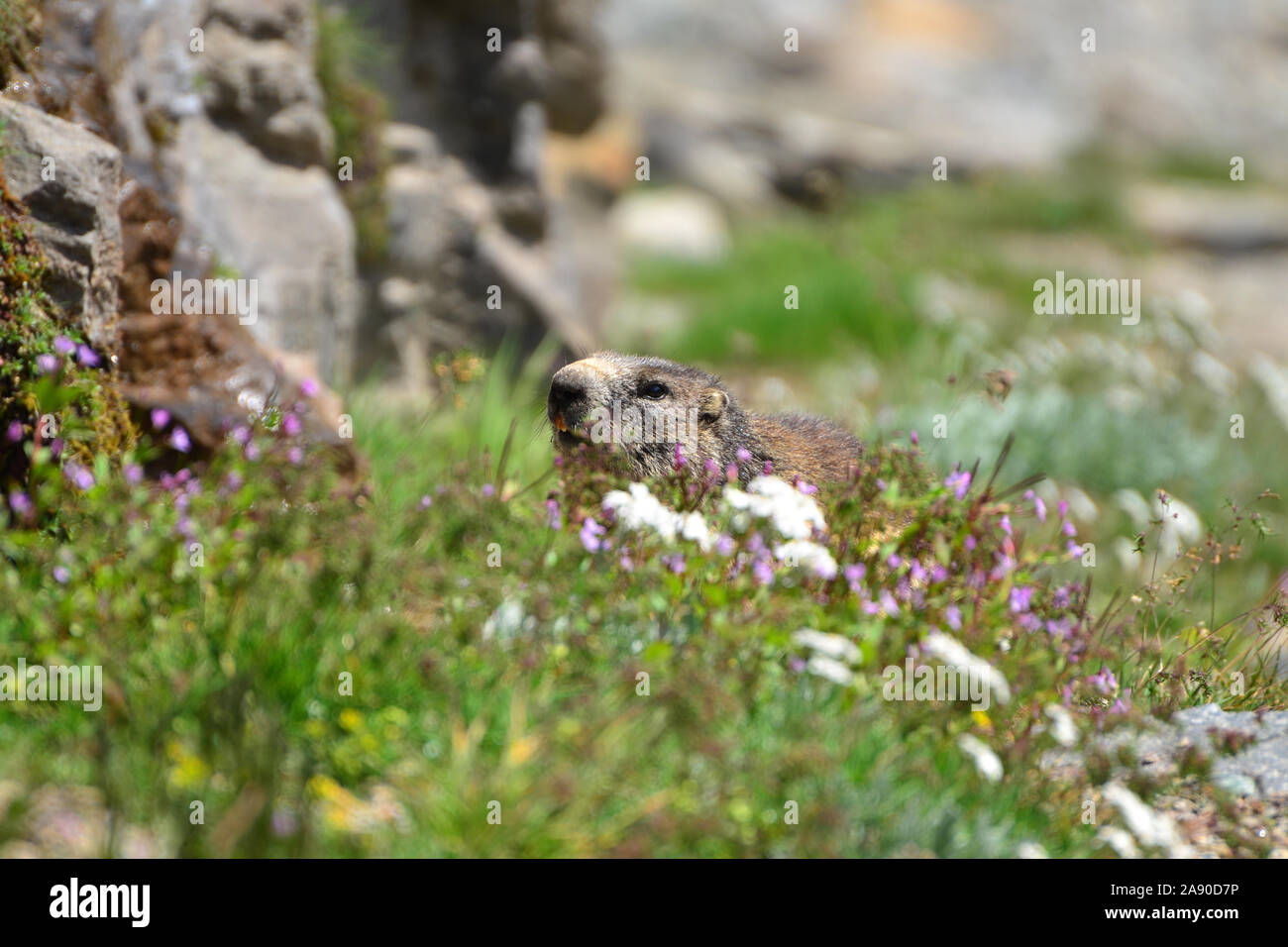 Marmotta (Marmota marmota) su fiori alpini prato in estate. Alpi austriache, Austria Foto Stock