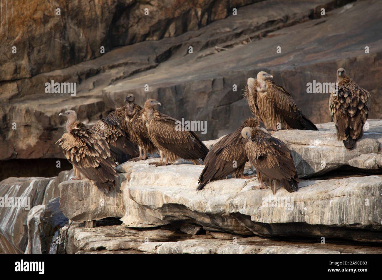 Grifone, Gyps fulvus, Panna Riserva della Tigre, Madhya Pradesh, India Foto Stock