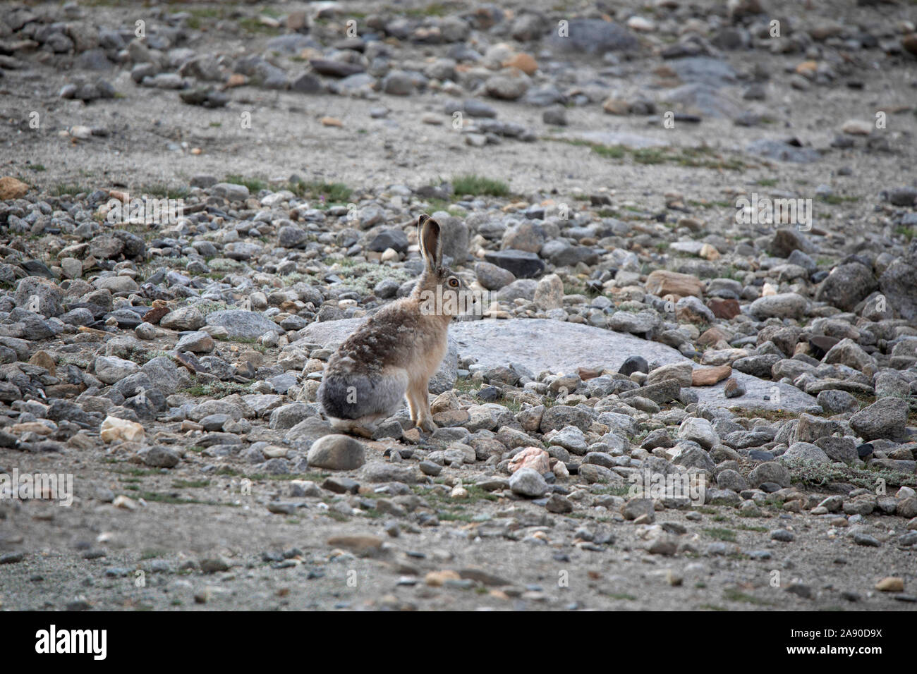 Wolly Hare, Lepus oiostolus, Leh, Jammu e Kashmir, India Foto Stock