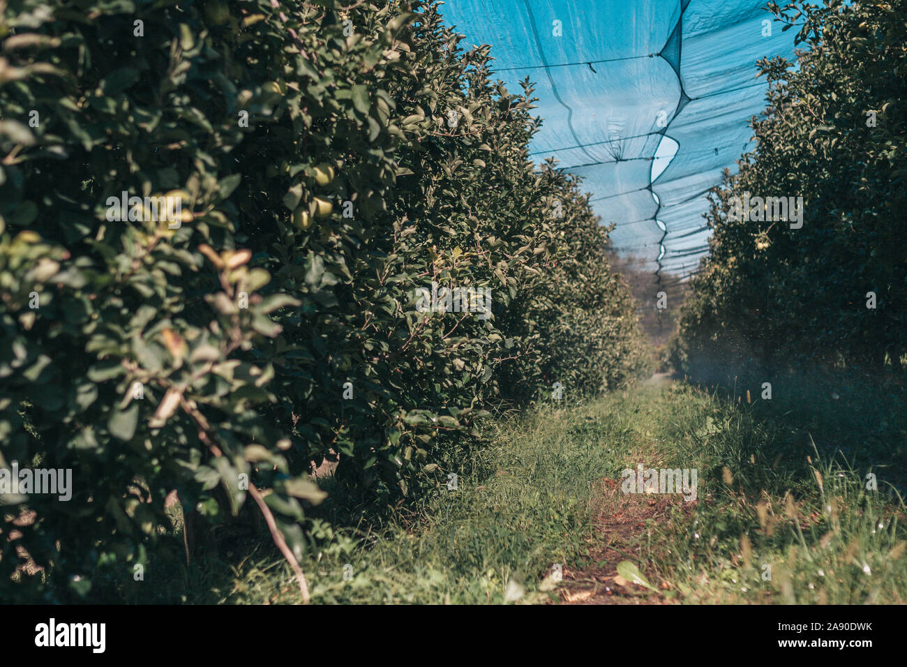 Apple farm sotto la rete di protezione contro uccelli Foto Stock