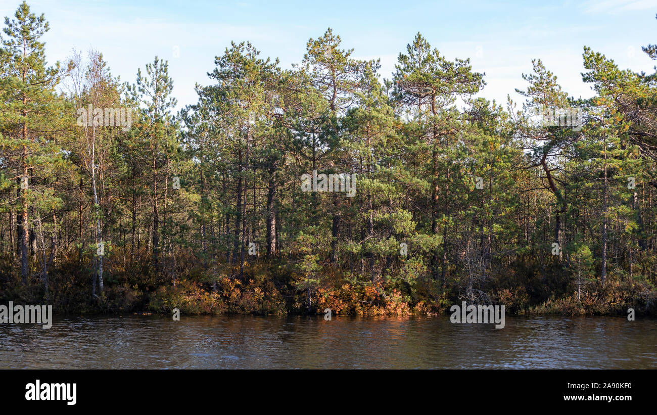 Foresta finlandese e il paesaggio del lago Foto Stock