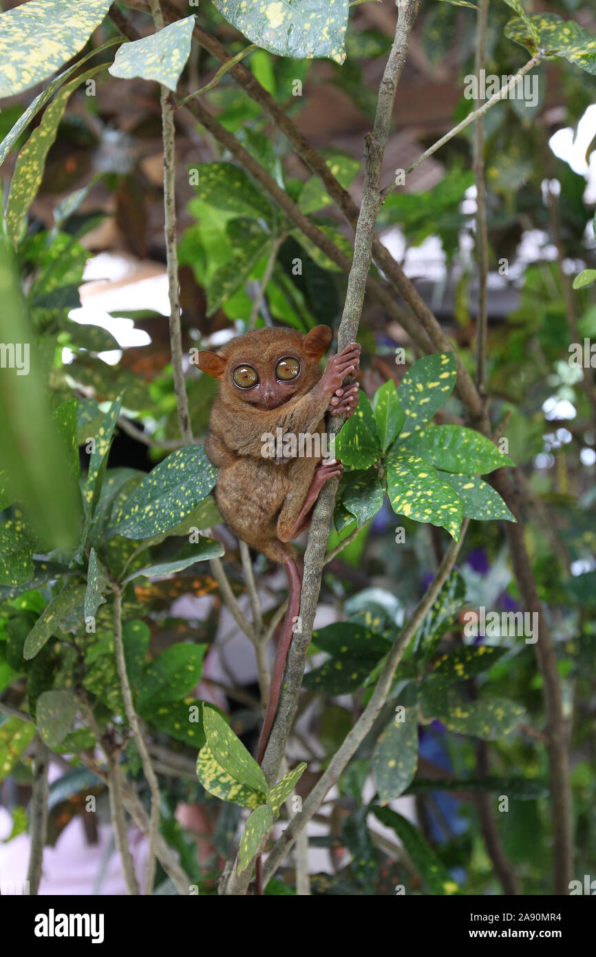 Un piccolo primate noto come un Tarsier in un santuario nell isola di Bohol,Filippine Foto Stock