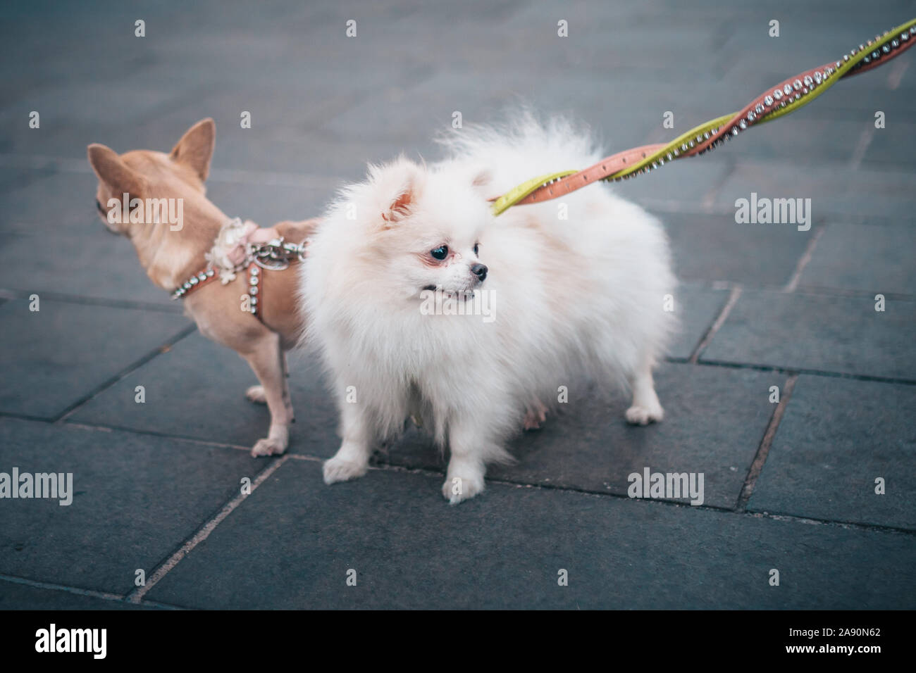 Due poco simpatici cani di razza Chihuahua e spitz al guinzaglio durante una passeggiata in giro per la città Foto Stock