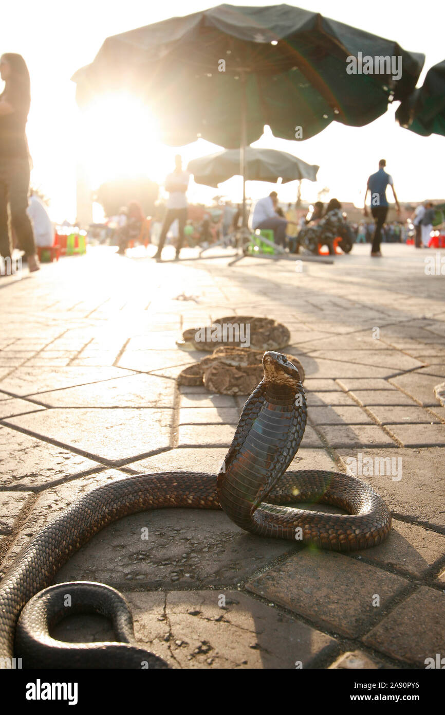 Cobra. Djemaa el Fna a Marrakech,Marrakech, Marocco, Africa Settentrionale, Africa Foto Stock